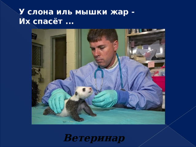 У слона иль мышки жар -  Их спасёт ...   Ветеринар 