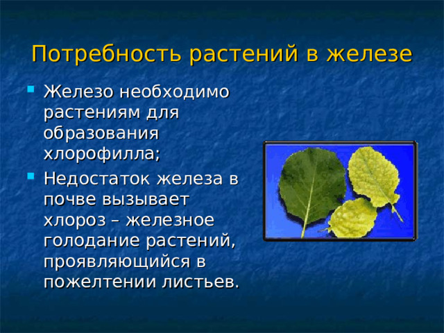 Потребность растений в железе Железо необходимо растениям для образования хлорофилла; Недостаток железа в почве вызывает хлороз – железное голодание растений, проявляющийся в пожелтении листьев. 