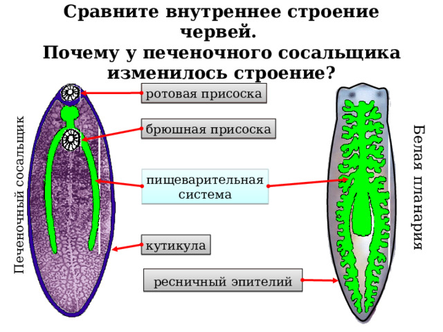 Развитая пищеварительная система печеночного сосальщика