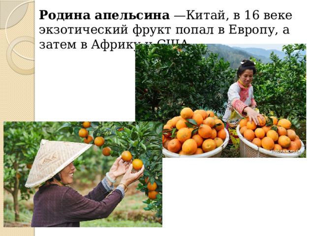 Родина апельсина  —Китай, в 16 веке экзотический фрукт попал в Европу, а затем в Африку и США 