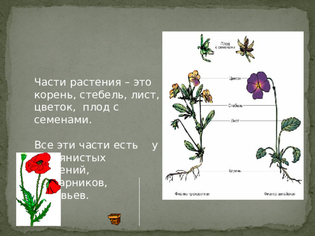 растение — однокоренные, проверочные и родственные слова