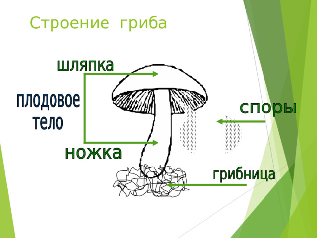 Строение гриба 