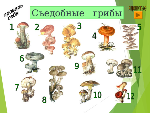 Съедобные грибы 