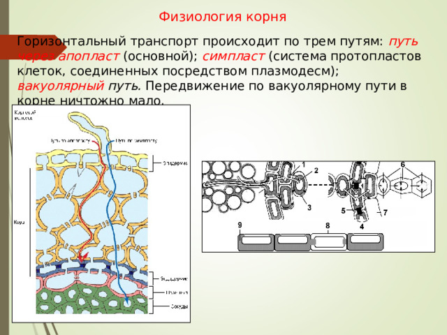 Физиология корня Горизонтальный транспорт происходит по трем путям: путь через апопласт  (основной); симпласт  (система протопластов клеток, соединенных посредством плазмодесм); вакуолярный путь. Передвижение по вакуолярному пути в корне ничтожно мало. Вода поступает в растение в основном по закону осмоса . Корневые волоски имеют огромную вакуоль, обладающую большим осмотическим потенциалом, который обеспечивает поступление воды из почвенного раствора в корневой волосок  