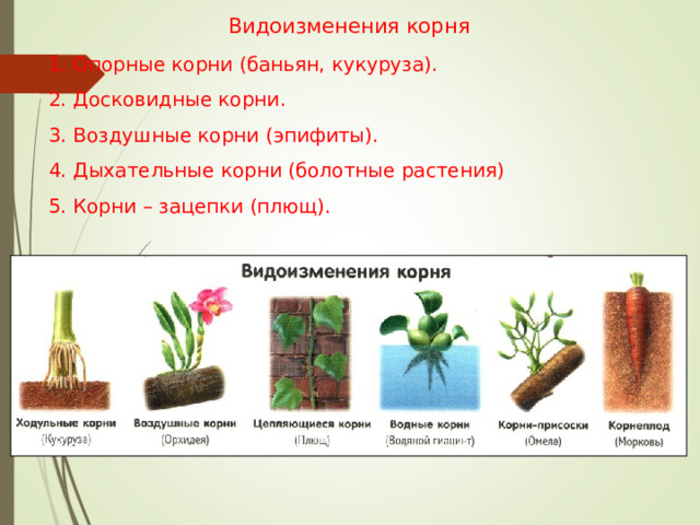 Видоизменения корня 1. Опорные корни (баньян, кукуруза). 2. Досковидные корни. 3. Воздушные корни (эпифиты). 4. Дыхательные корни (болотные растения) 5. Корни – зацепки (плющ). 