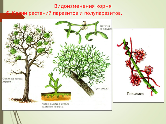 Видоизменения корня 6. Корни растений паразитов и полупаразитов. 