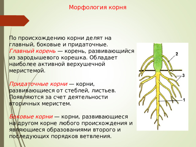 Морфология корня По происхождению корни делят на главный, боковые и придаточные. Главный корень — корень, развивающийся из зародышевого корешка. Обладает наиболее активной верхушечной меристемой.  Придаточные корни — корни, развивающиеся от стеблей, листьев. Появляются за счет деятельности вторичных меристем.  Боковые корни — корни, развивающиеся на другом корне любого происхождения и являющиеся образованиями второго и последующих порядков ветвления. 