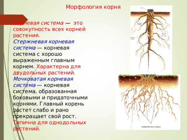 Морфология корня Корневая система — это совокупность всех корней растения. Стержневая корневая система — корневая система с хорошо выраженным главным корнем. Характерна для двудольных растений. Мочковатая корневая система — корневая система, образованная боковыми и придаточными корнями. Главный корень растет слабо и рано прекращает свой рост. Типична для однодольных растений. 