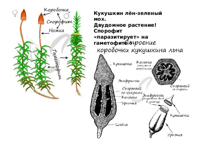 Кукушкин лён-зеленый мох.  Двудомное растение! Спорофит «паразитирует» на гаметофите ! 