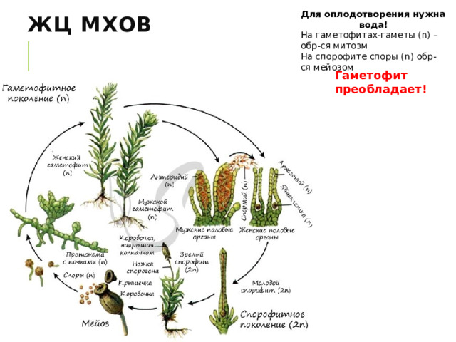 Для оплодотворения нужна вода! На гаметофитах-гаметы (n) –обр-ся митозм На спорофите споры (n) обр-ся мейозом ЖЦ мхов Гаметофит преобладает! 