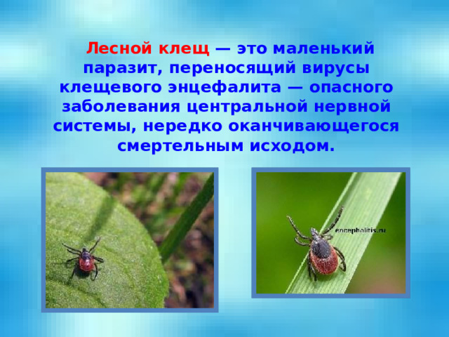  Лесной клещ — это маленький паразит, переносящий вирусы клещевого энцефалита — опасного заболевания центральной нервной системы, нередко оканчивающегося смертельным исходом. 