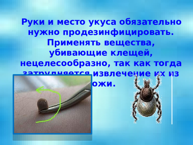  Руки и место укуса обязательно нужно продезинфицировать. Применять вещества, убивающие клещей, нецелесообразно, так как тогда затрудняется извлечение их из кожи. 