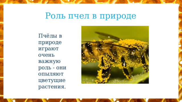 Роль пчел в природе Пчёлы в природе играют очень важную роль - они опыляют цветущие растения. 