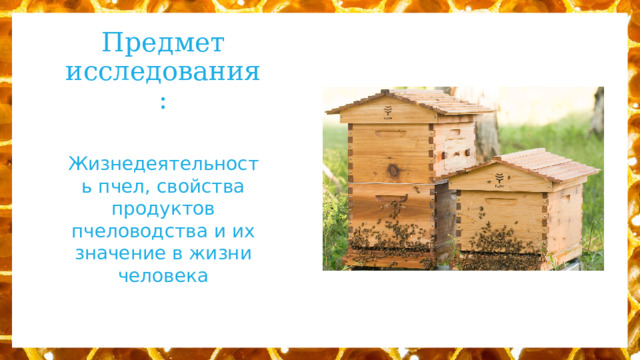Предмет исследования: Жизнедеятельность пчел, свойства продуктов пчеловодства и их значение в жизни человека 