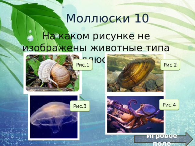 Моллюски 10 На каком рисунке не изображены животные типа моллюски? Рис.1 Рис.2 Рис.4 Рис.3 Игровое поле 