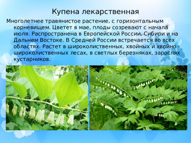 Купена лекарственная Многолетнее травянистое растение, с горизонтальным корневищем. Цветет в мае, плоды созревают с начала июля. Распространена в Европейской России, Сибири и на Дальнем Востоке. В Средней России встречается во всех областях. Растет в широколиственных, хвойных и хвойно -широколиственных лесах, в светлых березняках, зарослях кустарников. 