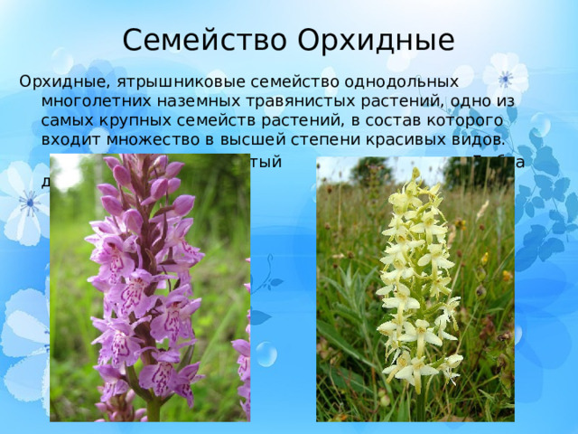 Семейство Орхидные Орхидные, ятрышниковые семейство однодольных многолетних наземных травянистых растений, одно из самых крупных семейств растений, в состав которого входит множество в высшей степени красивых видов.   Ятрышник пятнистый Любка двулистная 