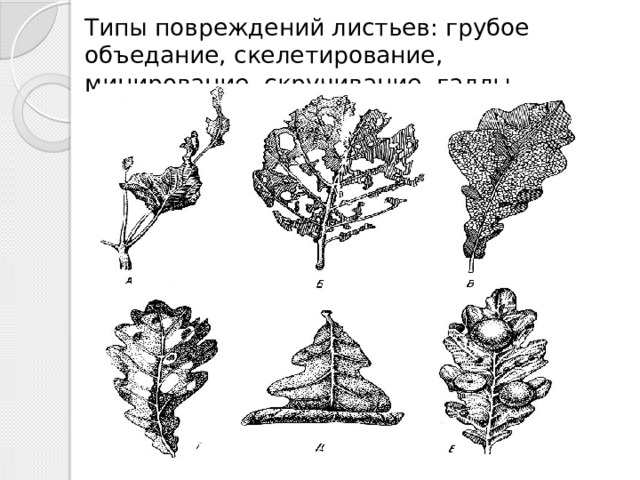 Типы повреждений листьев: грубое объедание, скелетирование, минирование, скручивание, галлы 