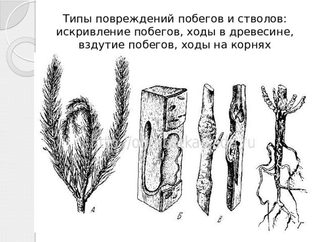 Типы повреждений побегов и стволов: искривление побегов, ходы в древесине, вздутие побегов, ходы на корнях 