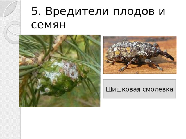 5. Вредители плодов и семян Шишковая смолевка 