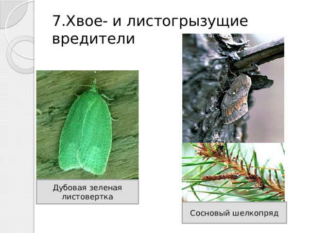 7.Хвое- и листогрызущие вредители Дубовая зеленая листовертка Сосновый шелкопряд 