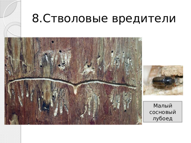 8.Стволовые вредители Малый сосновый лубоед 