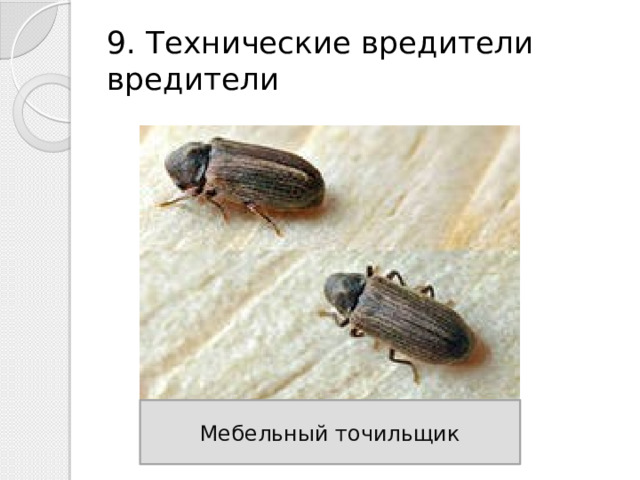 9. Технические вредители вредители Мебельный точильщик 