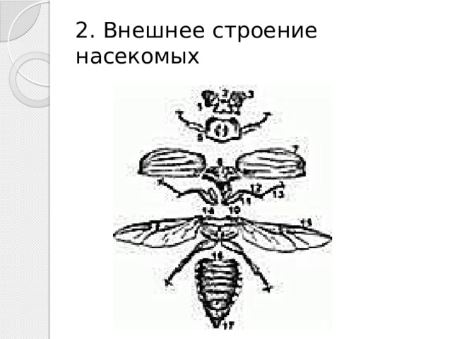 2. Внешнее строение насекомых 