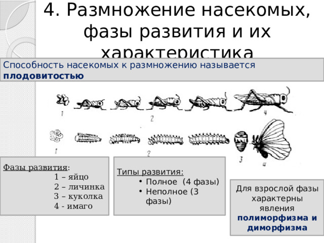 4. Размножение насекомых, фазы развития и их характеристика Способность насекомых к размножению называется плодовитостью Фазы развития : Типы развития: 1 – яйцо Полное (4 фазы) Неполное (3 фазы) 2 – личинка 3 – куколка 4 - имаго Для взрослой фазы характерны явления полиморфизма и диморфизма 