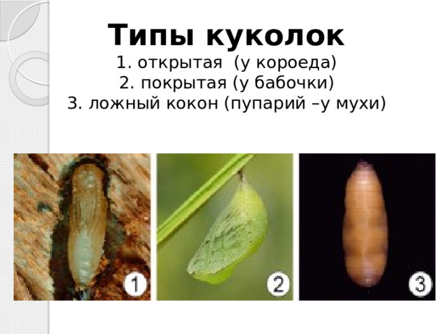 Типы куколок  1. открытая (у короеда)  2. покрытая (у бабочки)  3. ложный кокон (пупарий –у мухи)   
