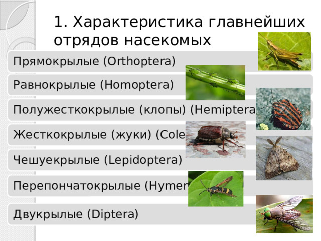 1. Характеристика главнейших отрядов насекомых Прямокрылые (Orthoptera) Равнокрылые (Homoptera) Полужесткокрылые (клопы) (Hemiptera) Жесткокрылые (жуки) (Coleoptera) Чешуекрылые (Lepidoptera) Перепончатокрылые (Hymenoptera) Двукрылые (Diptera) 