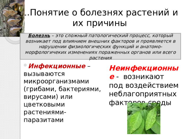 1.Понятие о болезнях растений и их причины Болезнь – это сложный патологический процесс, который возникает под влиянием внешних факторов и проявляется в нарушении физиологических функций и анатомо-морфологичеких изменениях пораженных органов или всего растения Инфекционные –вызываются микроорганизмами (грибами, бактериями, вирусами) или цветковыми растениями-паразитами Неинфекционные - возникают под воздействием неблагоприятных факторов среды 