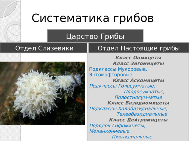 Систематика грибов Царство Грибы Отдел Настоящие грибы Отдел Слизевики Класс Оомицеты Класс Зигомицеты Подклассы Мукоровые, Энтомофторовые Класс Аскомицеты Подклассы Голосумчатые,  Плодосумчатые, Полостносумчатые Класс Базидиомицеты Подклассы Холобазидиальные,  Телеобазидиальные Класс Дейтромицеты Порядок Гифомицеты, Меланкониевые,  Пикнидиальные 