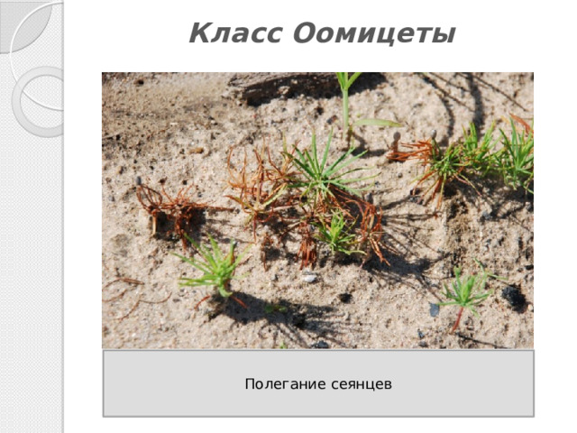 Класс Оомицеты   Полегание сеянцев 