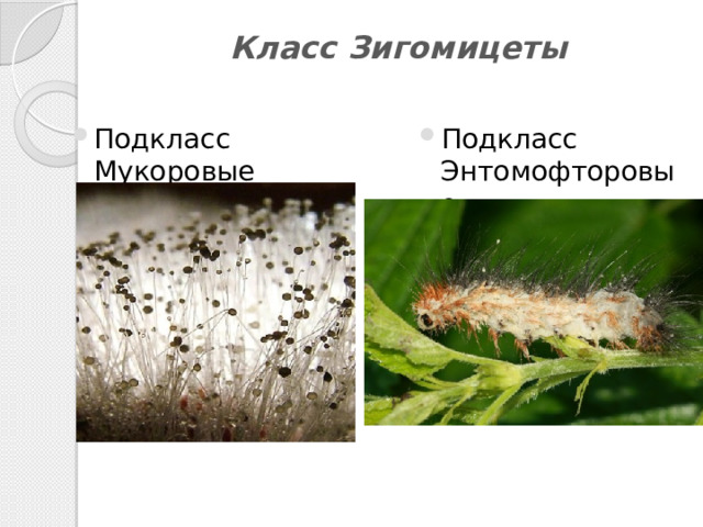Класс Зигомицеты   Подкласс Мукоровые Подкласс Энтомофторовые 