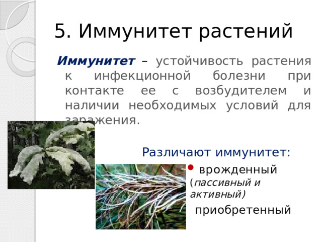 5. Иммунитет растений Иммунитет – устойчивость растения к инфекционной болезни при контакте ее с возбудителем и наличии необходимых условий для заражения.  Различают иммунитет:  врожденный ( пассивный и активный) приобретенный 