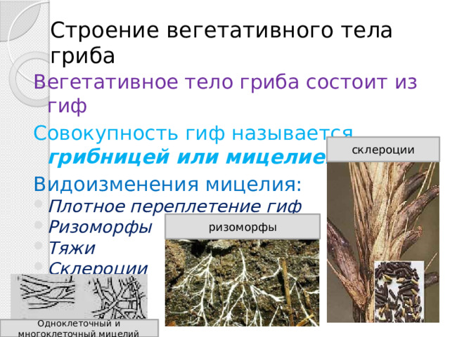 Строение вегетативного тела гриба Вегетативное тело гриба состоит из гиф Совокупность гиф называется грибницей или мицелием Видоизменения мицелия: Плотное переплетение гиф Ризоморфы Тяжи Склероции Стромы  склероции ризоморфы Одноклеточный и многоклеточный мицелий 