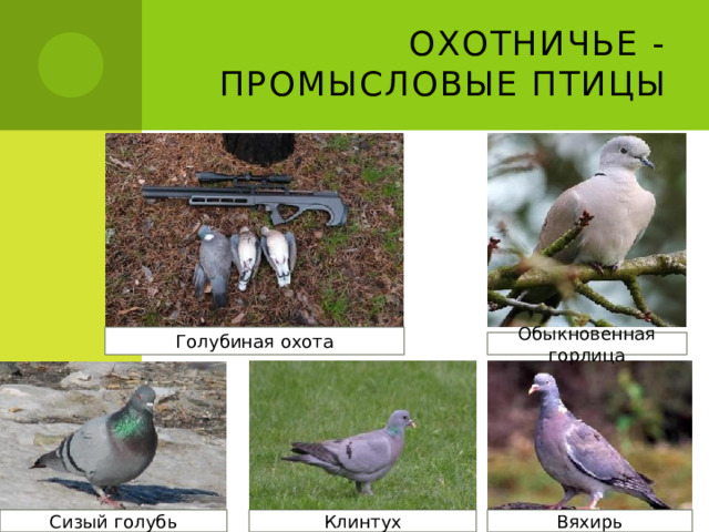 Охотничье - промысловые птицы Голубиная охота Обыкновенная горлица Вяхирь Клинтух Сизый голубь 