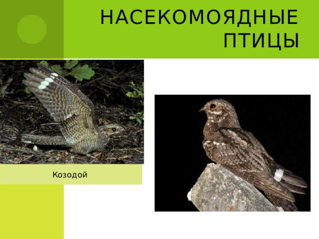 Насекомоядные птицы Козодой 