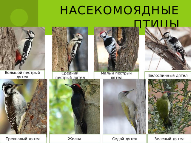 Насекомоядные птицы Большой пестрый дятел Средний пестрый дятел Малый пестрый дятел Белоспинный дятел Трехпалый дятел Желна Седой дятел Зеленый дятел 