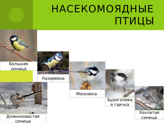 Насекомоядные птицы Большая синица Лазоревка Московка Буроголовая гаичка Хохлатая синица Длиннохвостая синица 