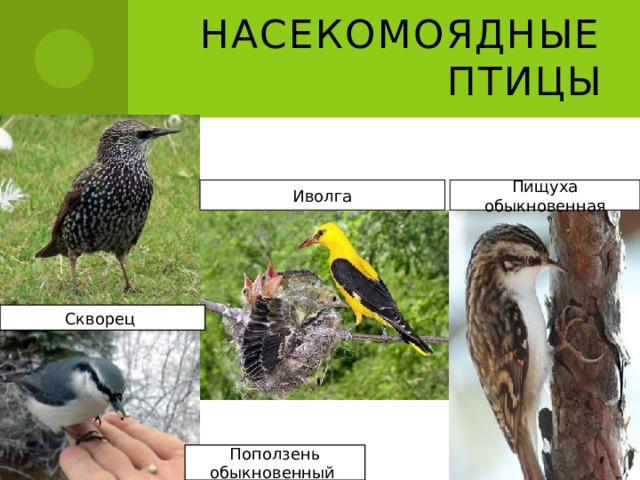 Насекомоядные птицы Иволга Пищуха обыкновенная Скворец Поползень обыкновенный 