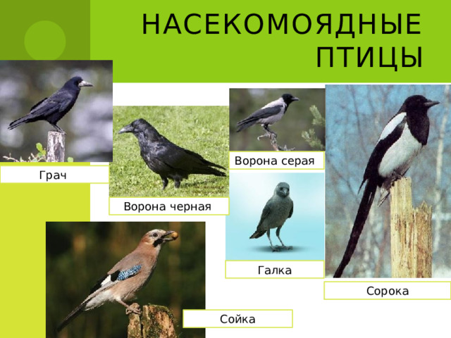 Насекомоядные птицы Ворона серая Грач Ворона черная Галка Сорока Сойка 