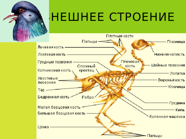 Внешнее строение 