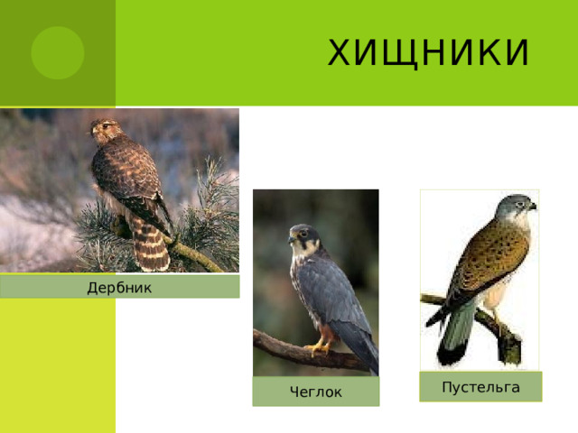 Хищники Дербник Пустельга Чеглок 