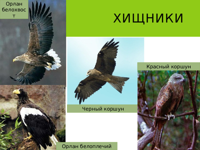 Орлан белохвост Хищники Красный коршун Черный коршун Орлан белоплечий 