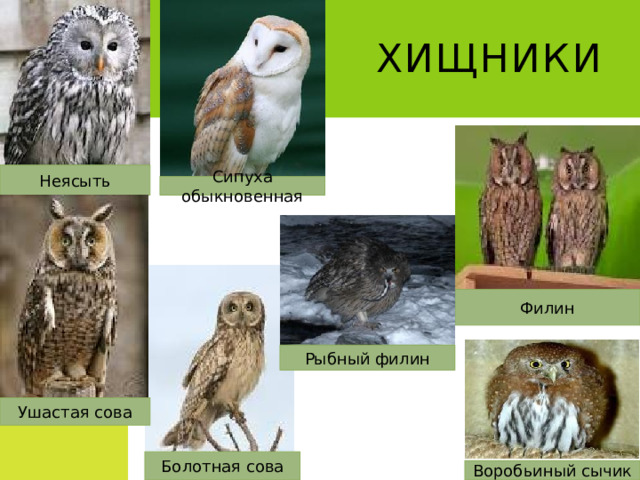 Хищники Неясыть Сипуха обыкновенная Филин Рыбный филин Ушастая сова Болотная сова Воробьиный сычик 