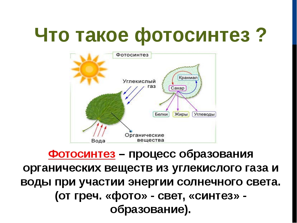 При фотосинтезе растениями используется