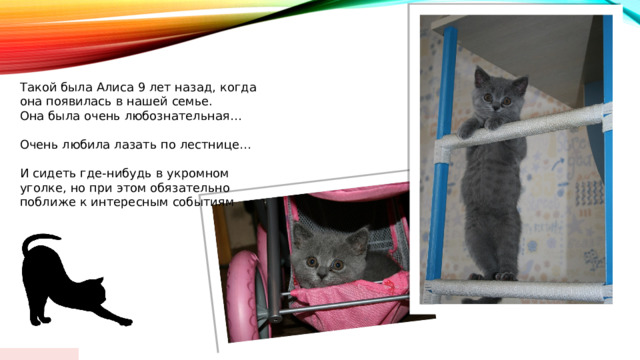  Такой была Алиса 9 лет назад, когда она появилась в нашей семье. Она была очень любознательная… Очень любила лазать по лестнице… И сидеть где-нибудь в укромном уголке, но при этом обязательно поближе к интересным событиям 01/18/2024  