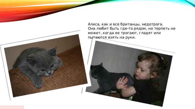 Алиса, как и все британцы, недотрога. Она любит быть где-то рядом, но терпеть не может, когда ее трогают, гладят или пытаются взять на руки.  01/18/2024  